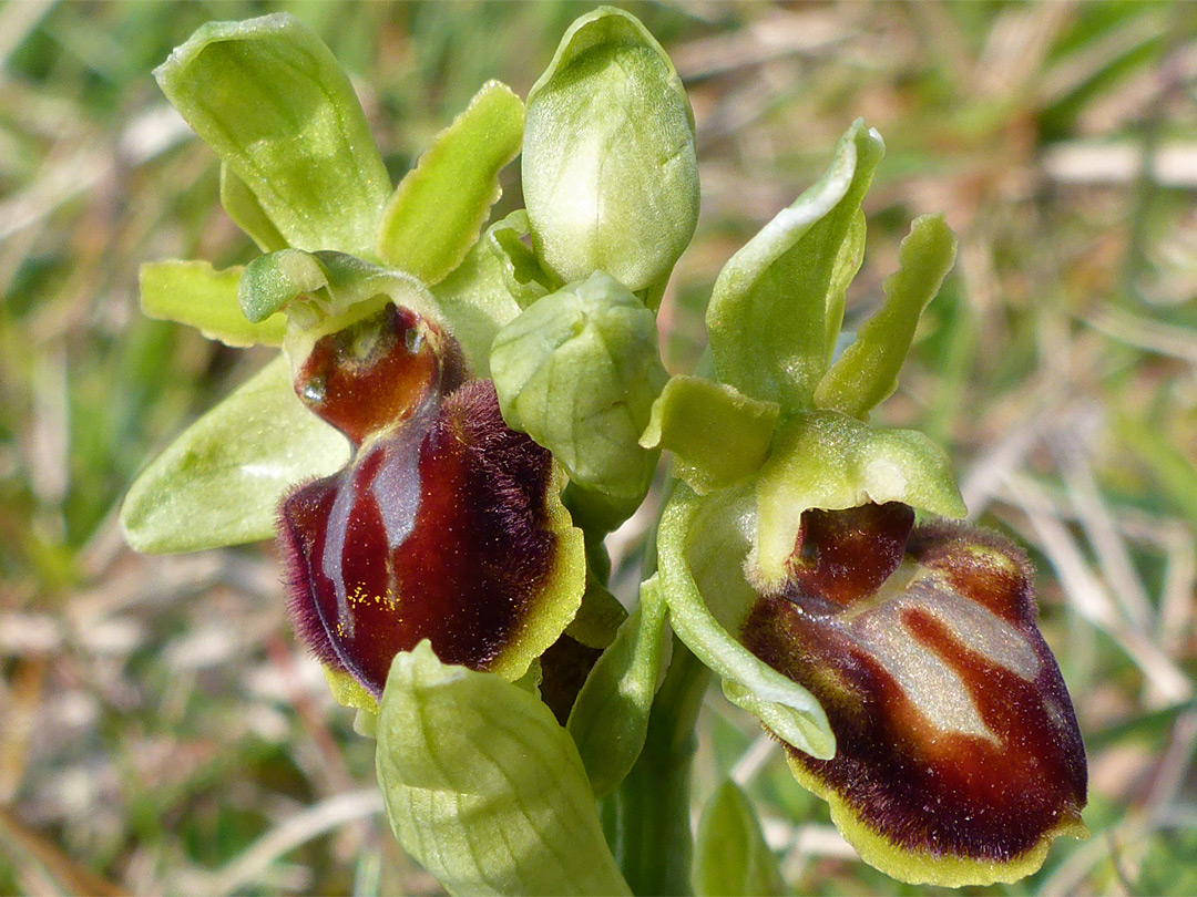 Two flowers