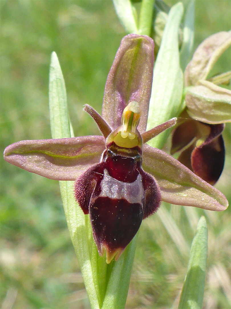 Large flower