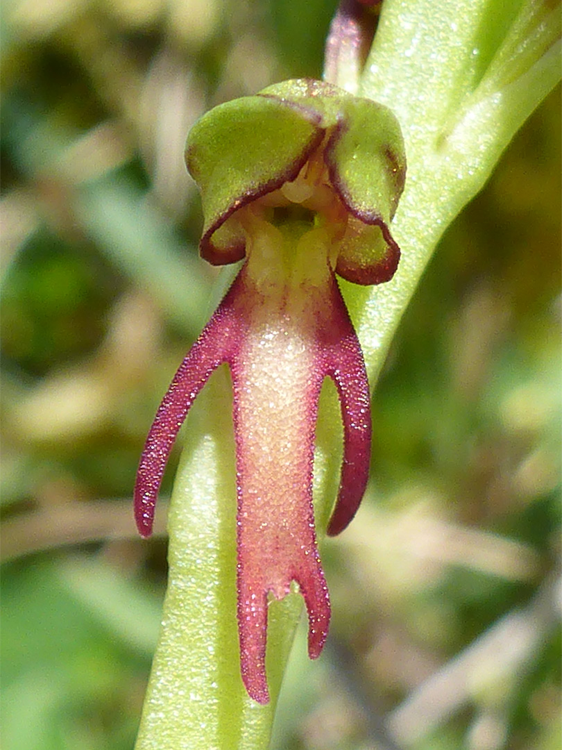 Green-red flower