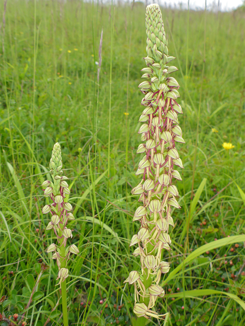 Elongated inflorescence