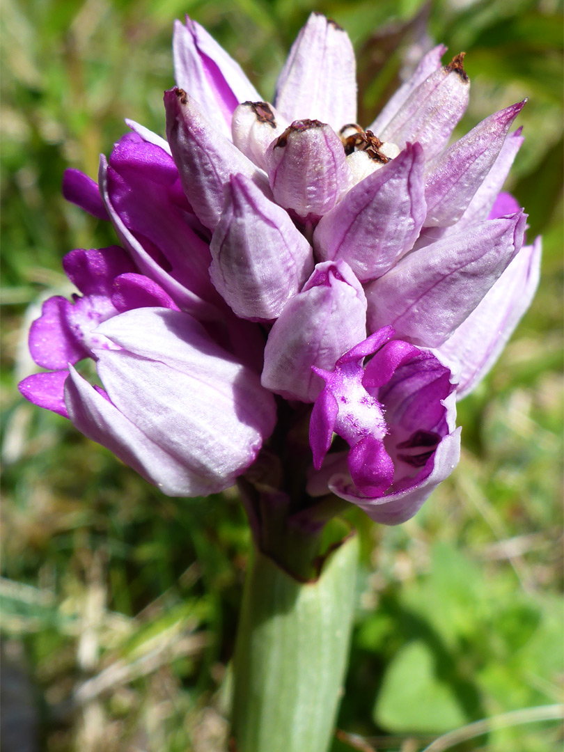 Emerging flower