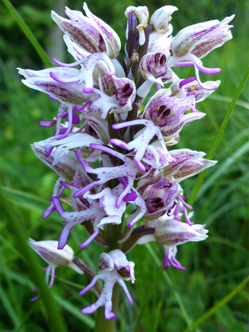 Pale-coloured flowers