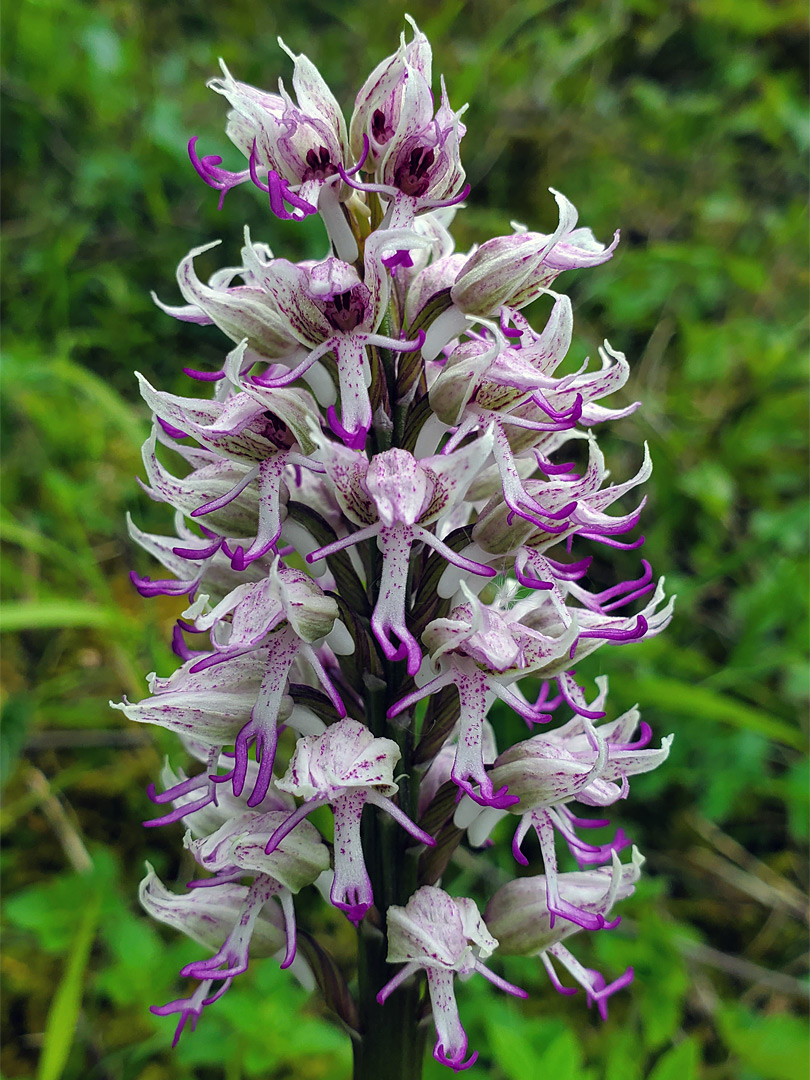 White-purple flowers