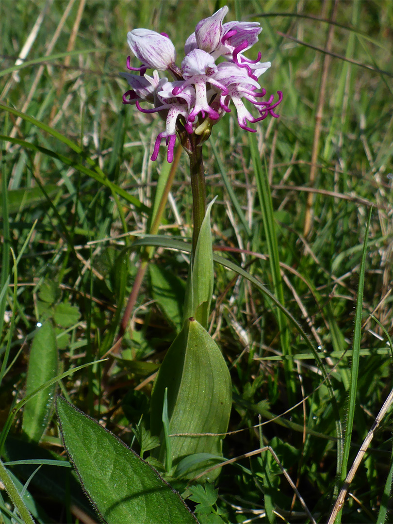 Flowers, stem and leaves