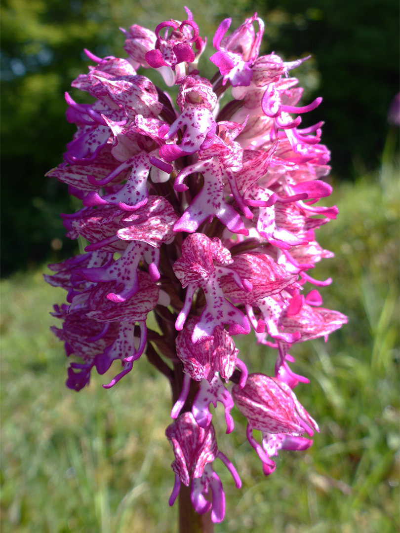 White-pink flowers