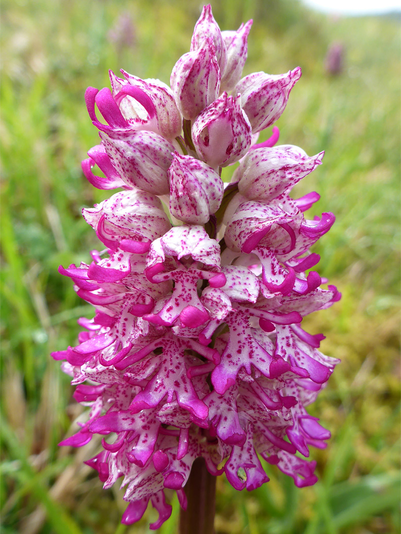 Dense flower spike