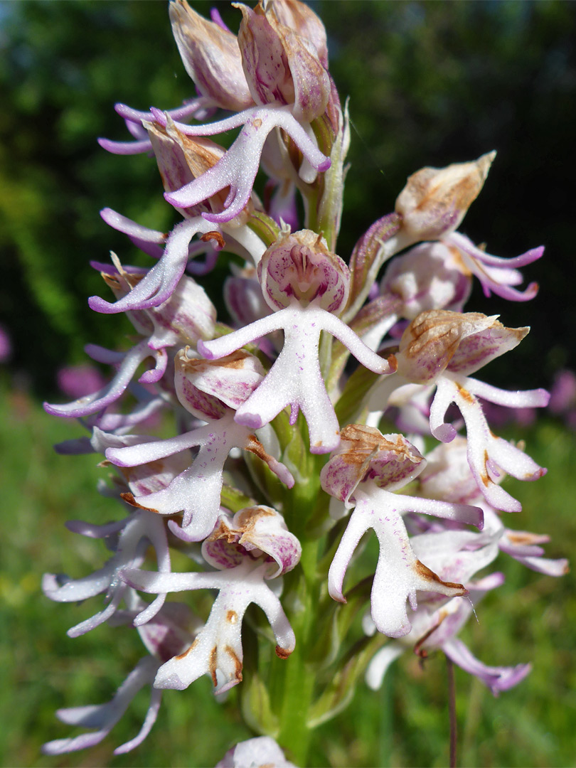 Flowers starting to wither