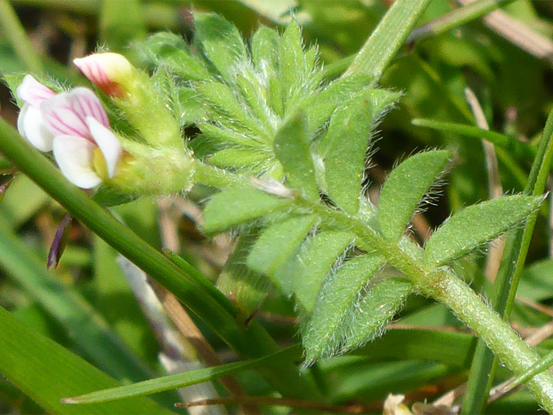 Hairy leaflets