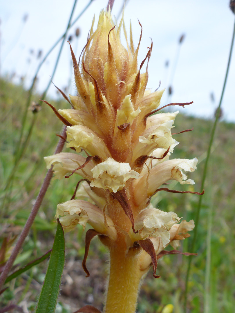 Ivy broomrape