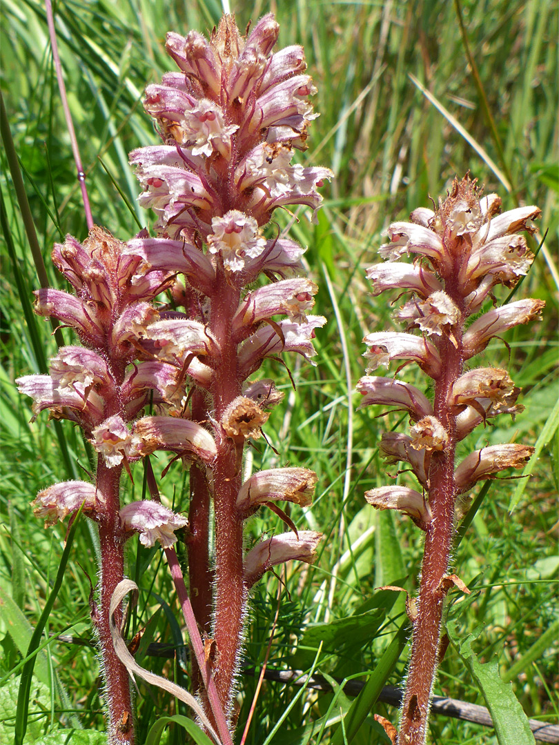 Three flowering stems