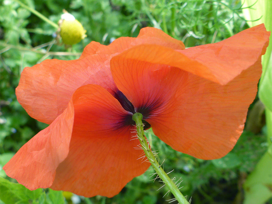 Base of a flower