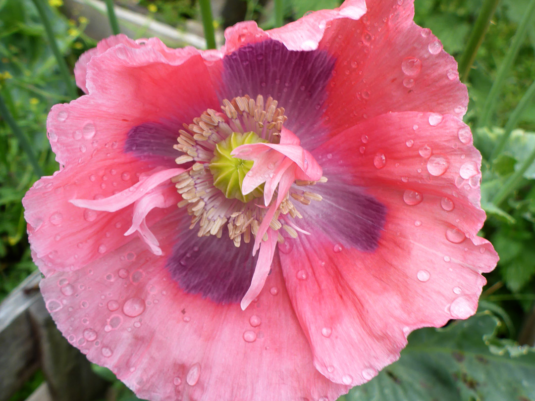 Purple and pink petals