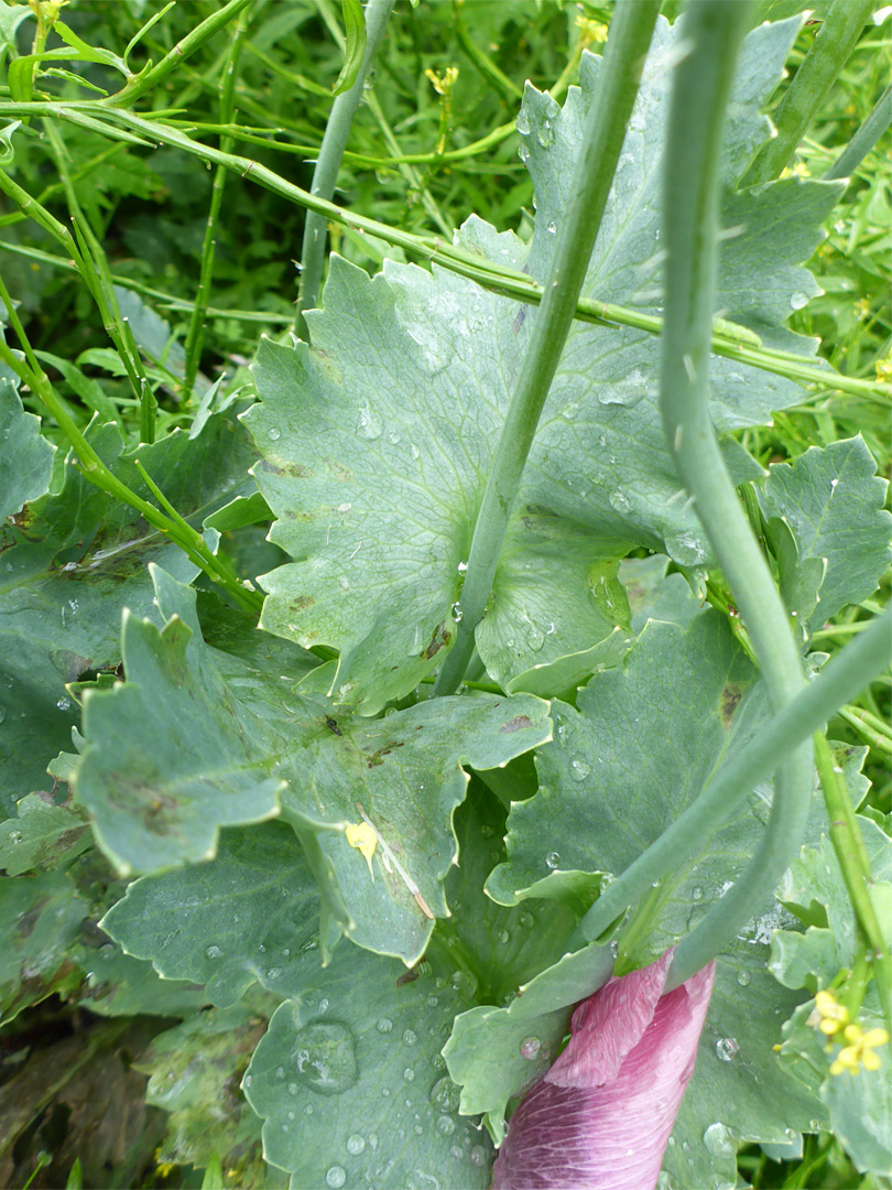 Toothed leaves