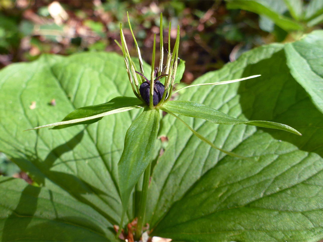 Herb paris