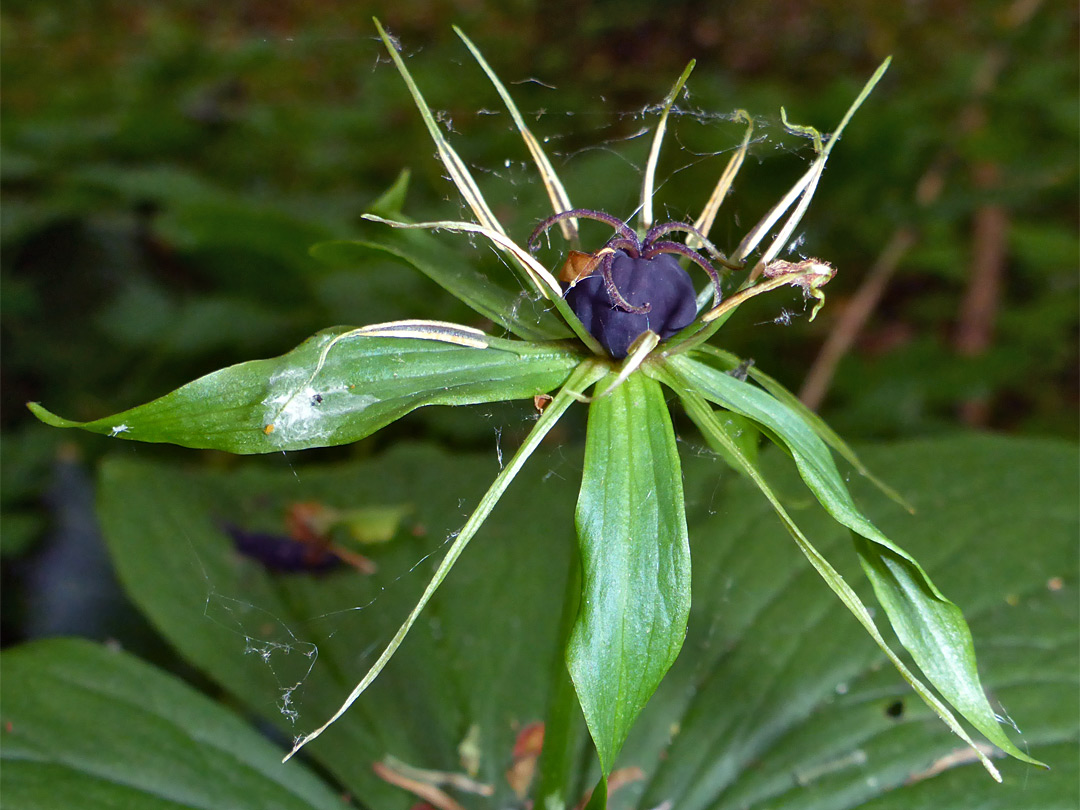 Herb paris