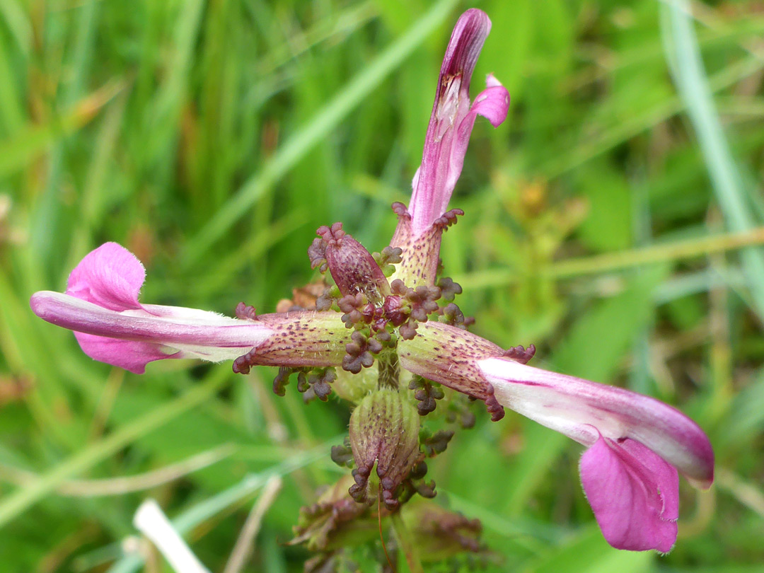 Marsh lousewort