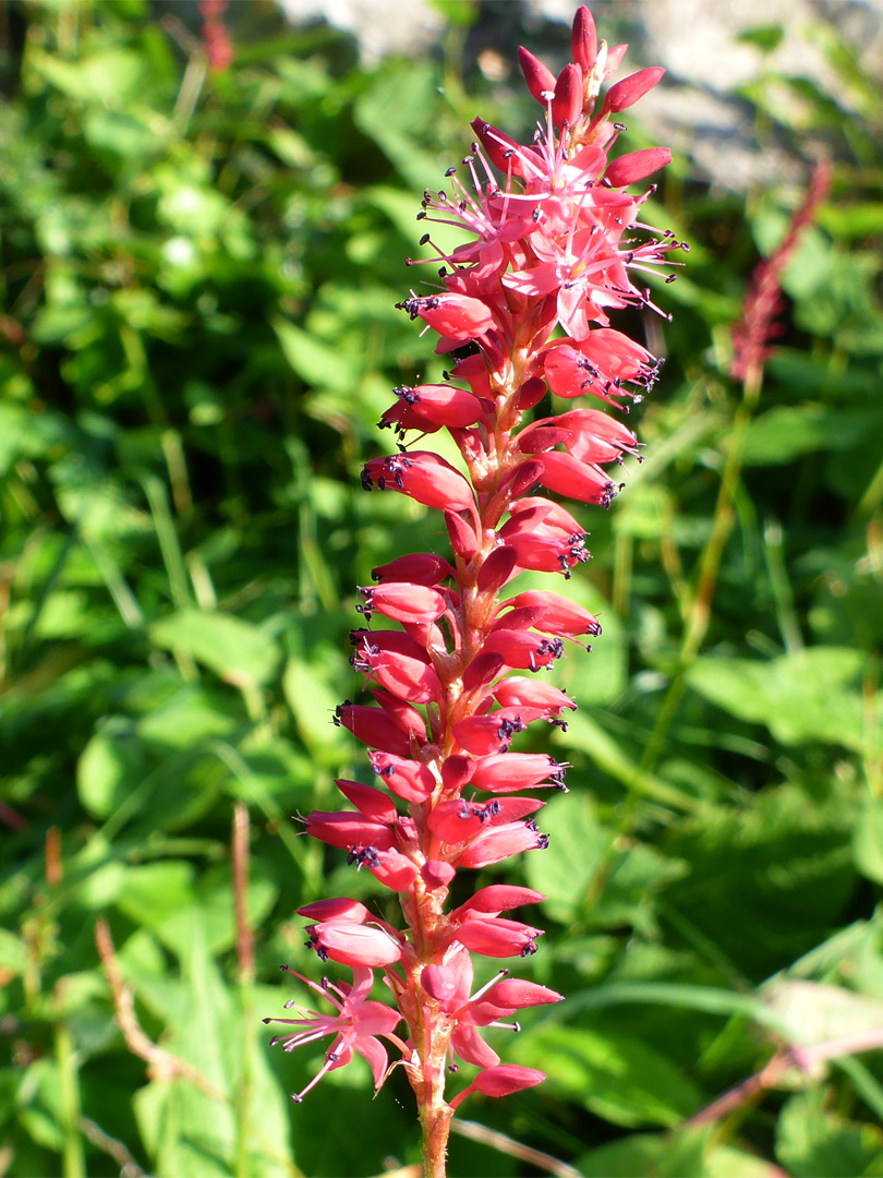 Elongated inflorescence