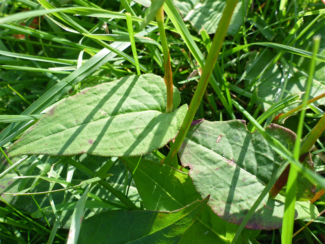 Stem and leaves