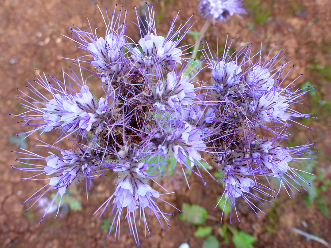 Pale purple flowers