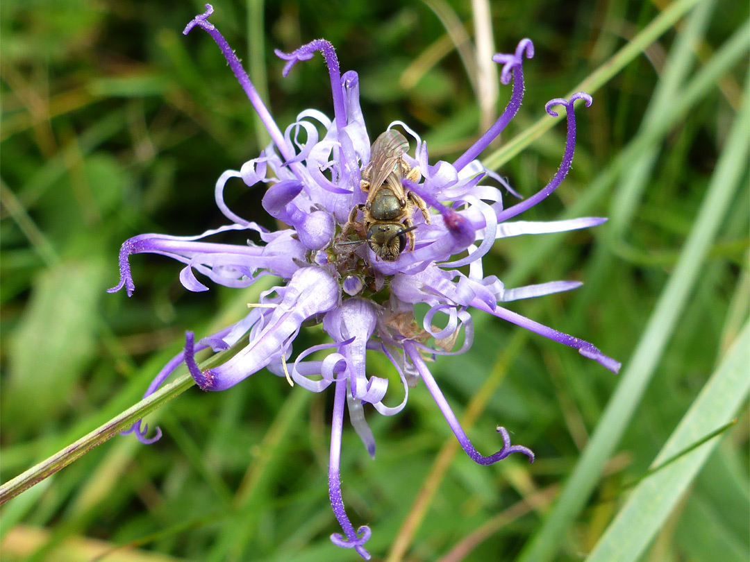 Fly in a flower cluster