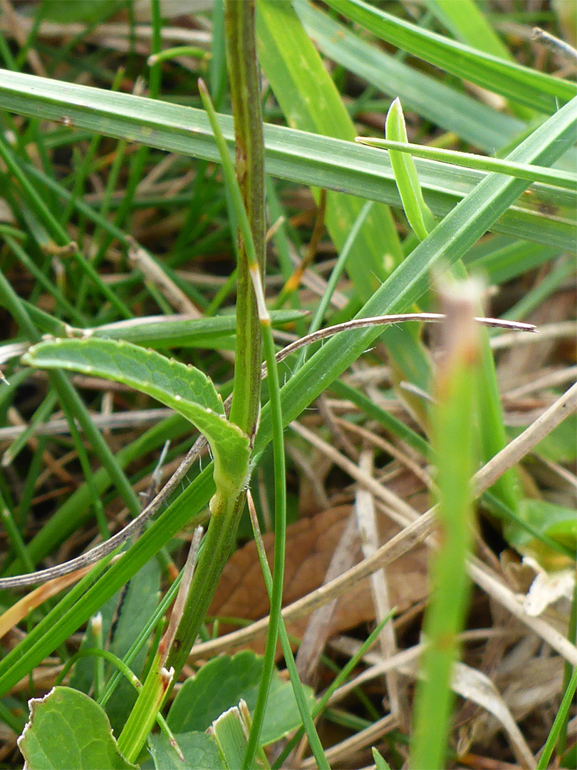 Stem and leaf