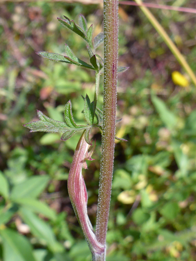 Cauline leaf