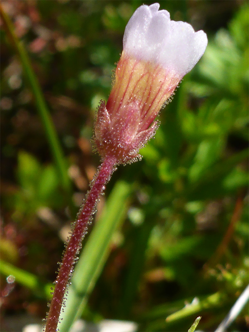 Glandular stalk