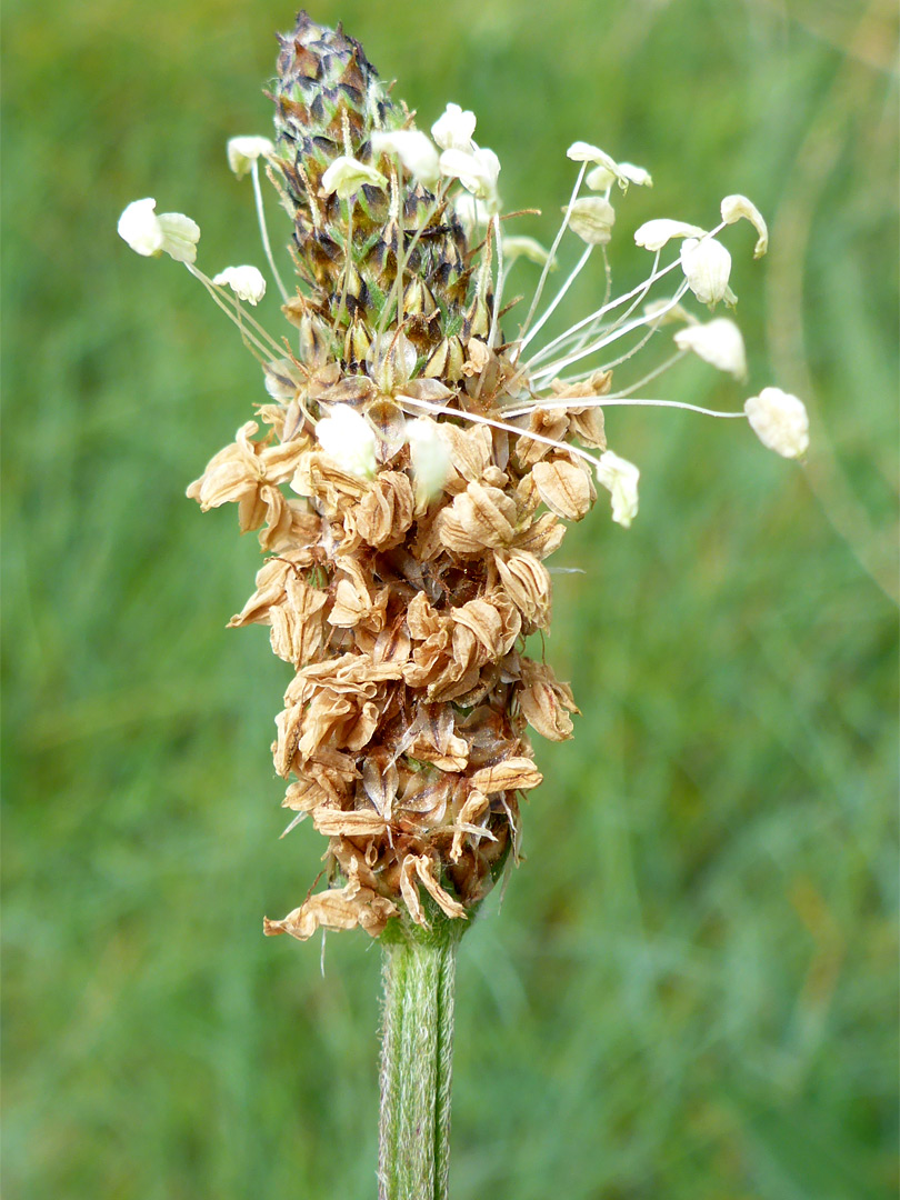 Inflorescence