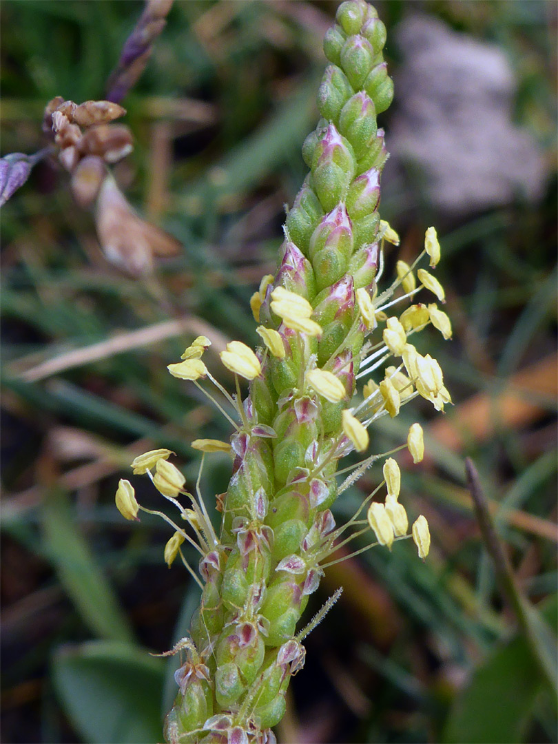 Yellow anthers