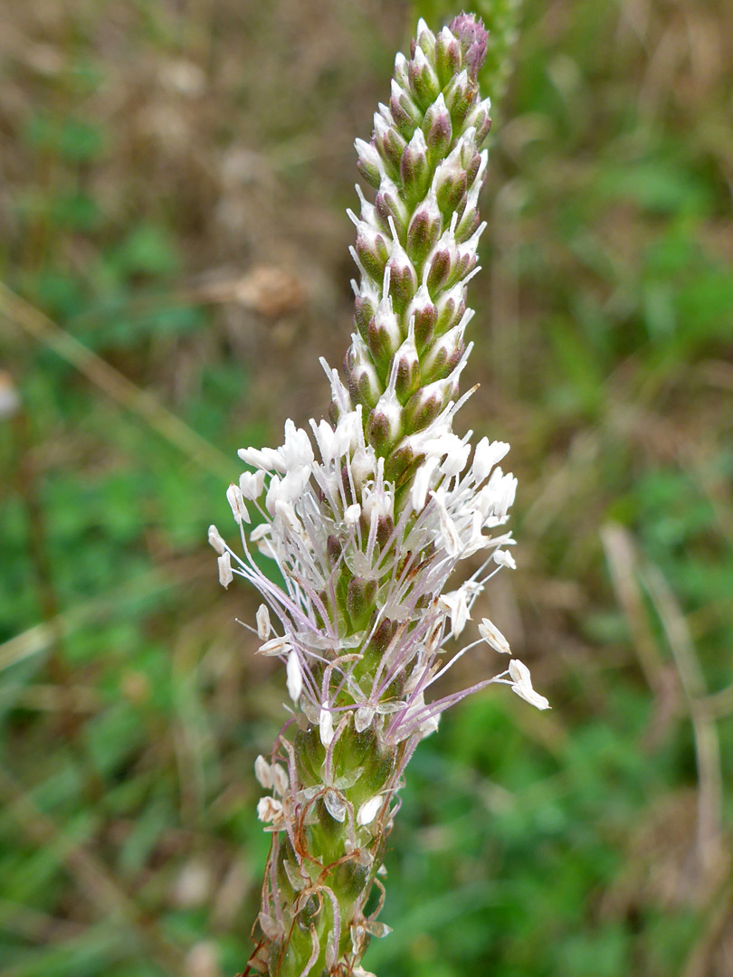 Inflorescence