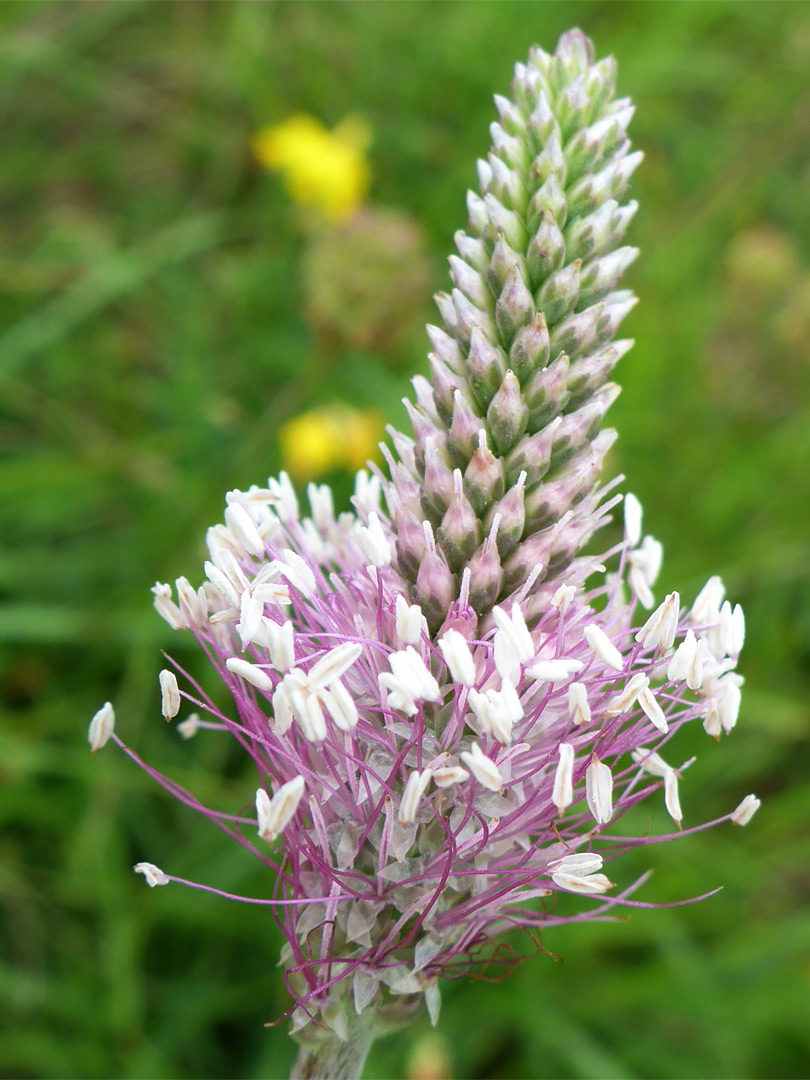 Pinkish flowers