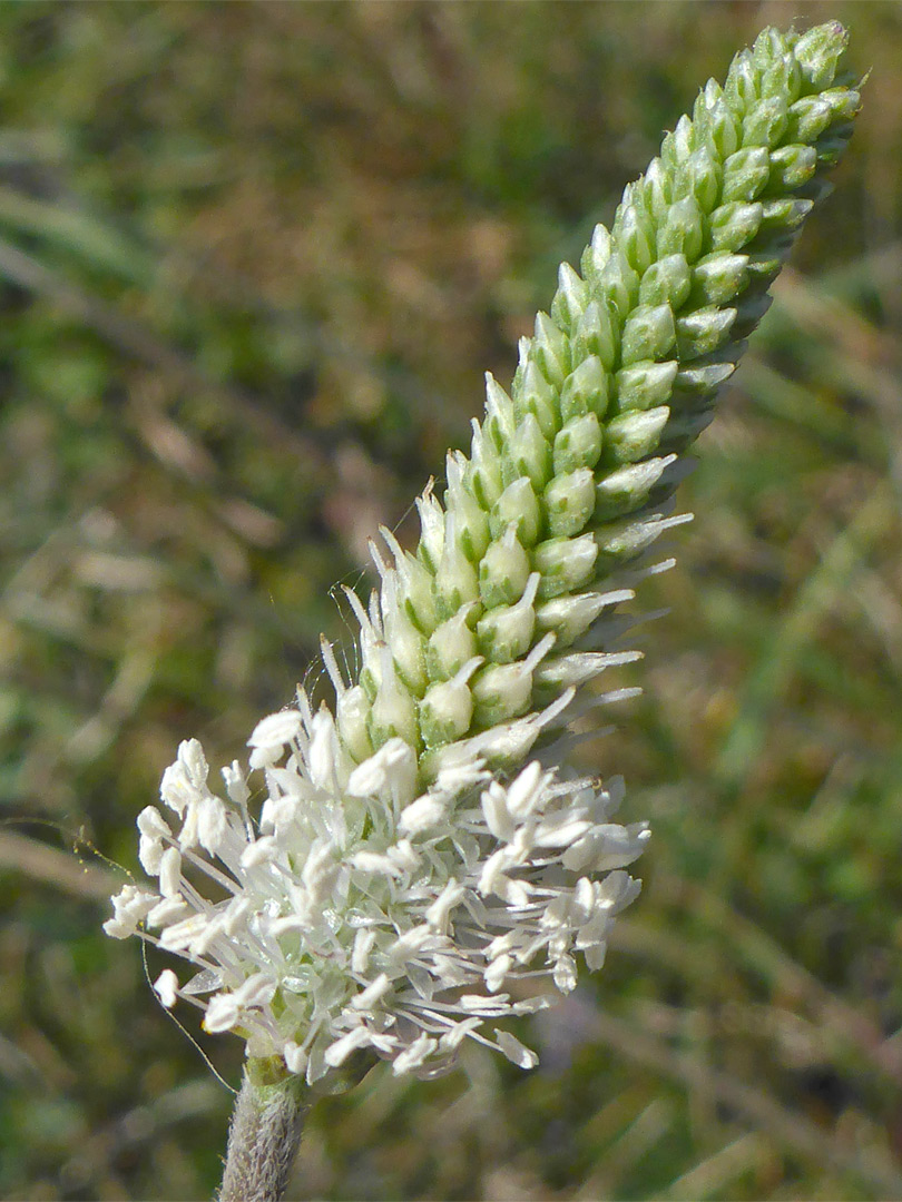 Narrow inflorescence