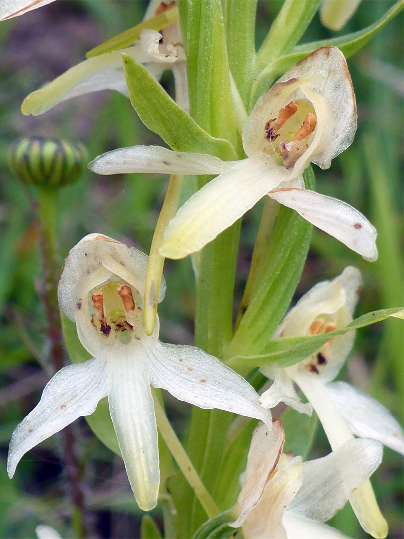 Lesser butterfly orchid