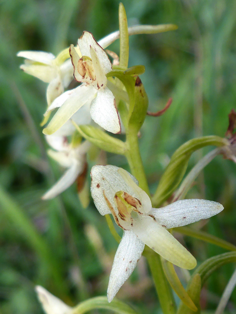 Yellowish-white flowers