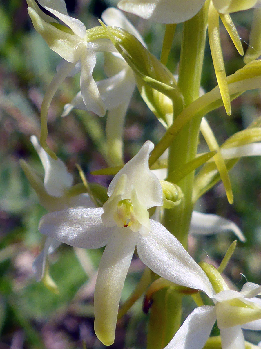 Pale yellow flower