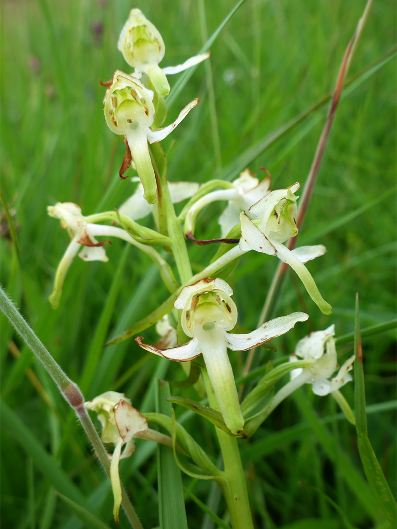 Withering flowers