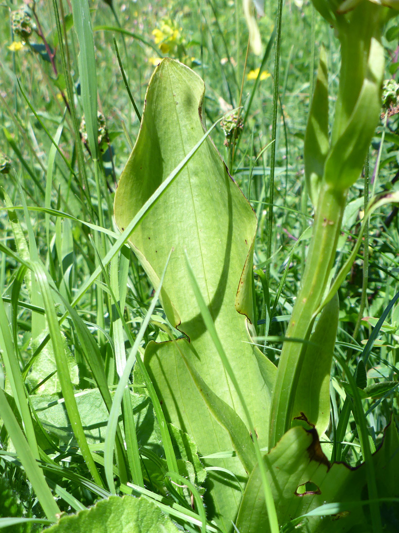 Broad leaf