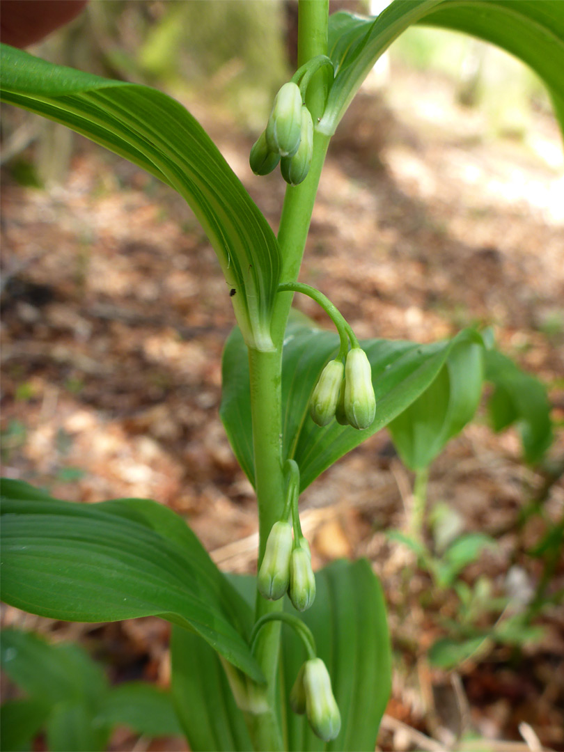 Developing flowers