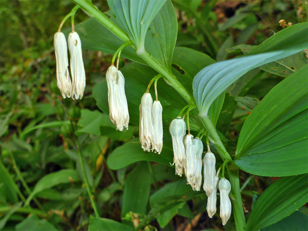 Pendent flowers