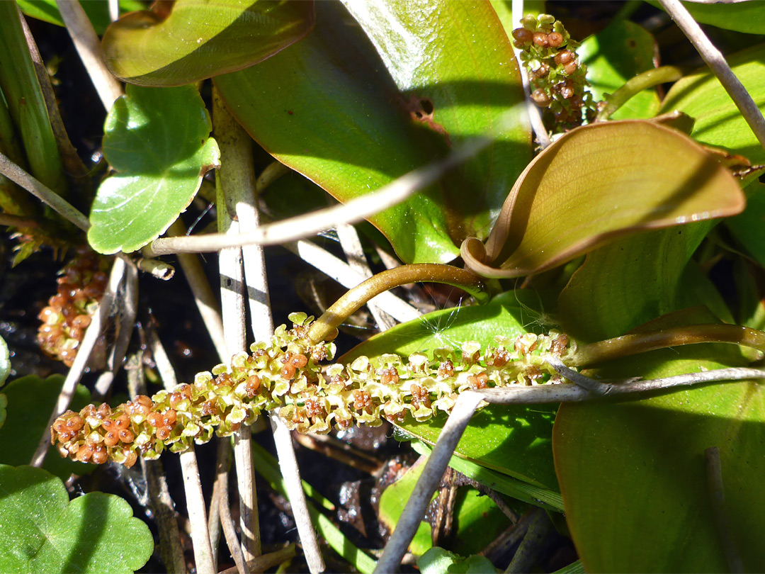 Bog pondweed