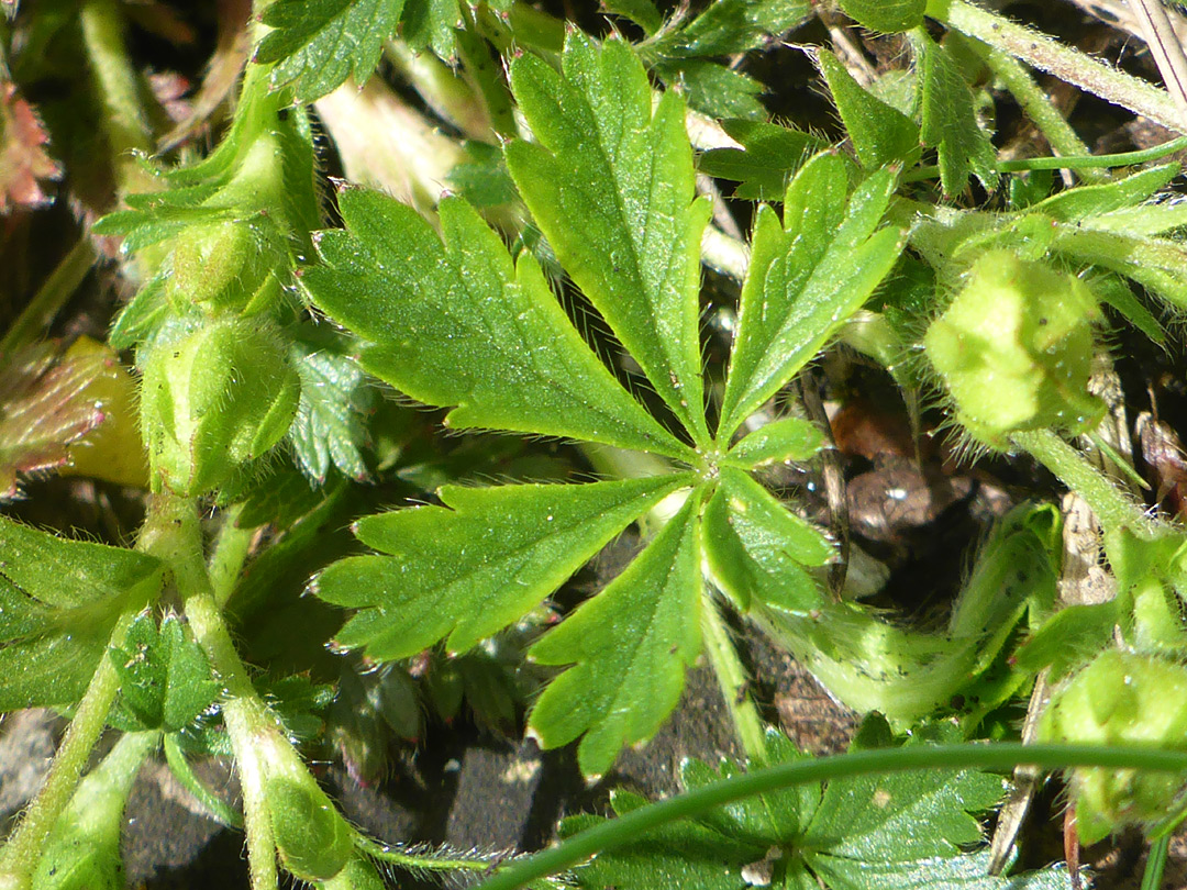 Hairy leaves