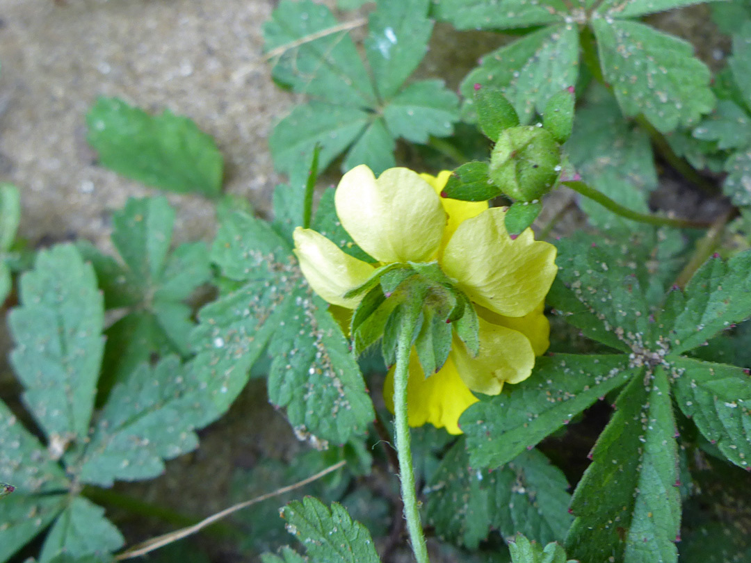 Base of a flower