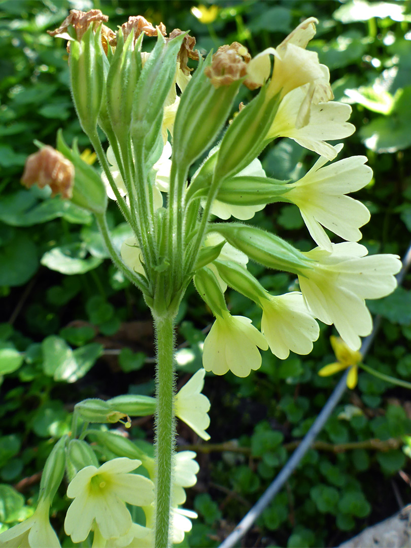 Inflorescence