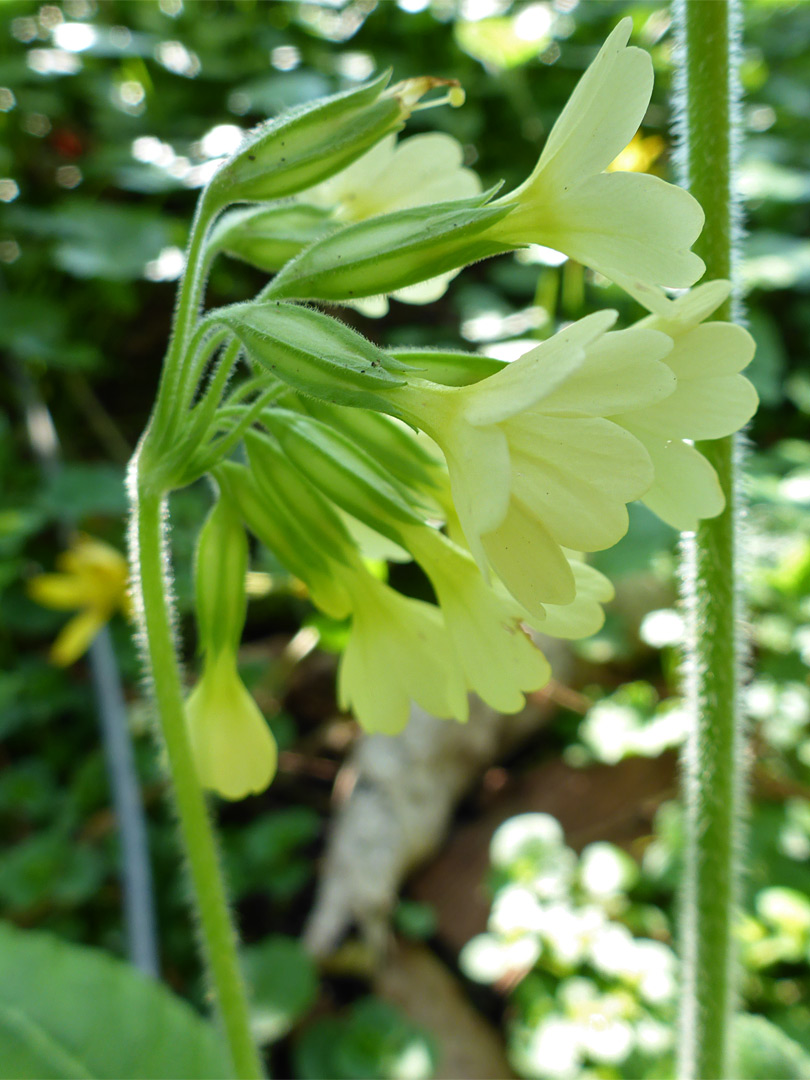 One-sided flower cluster