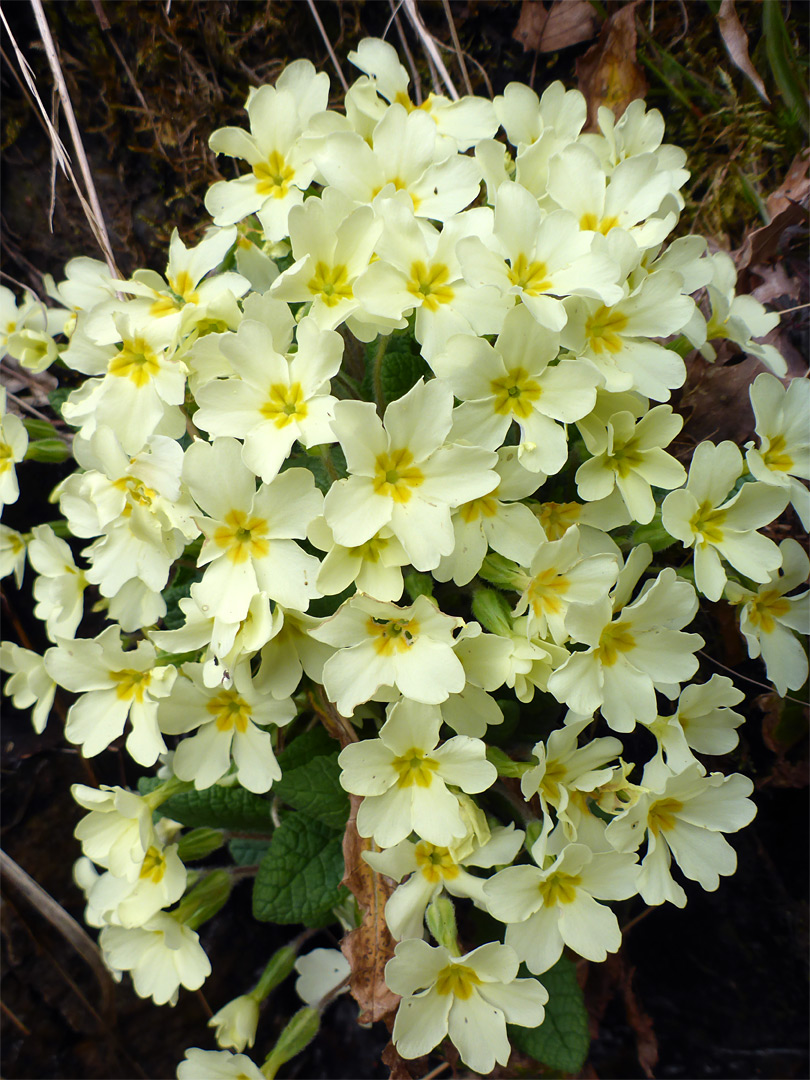 Many flowers