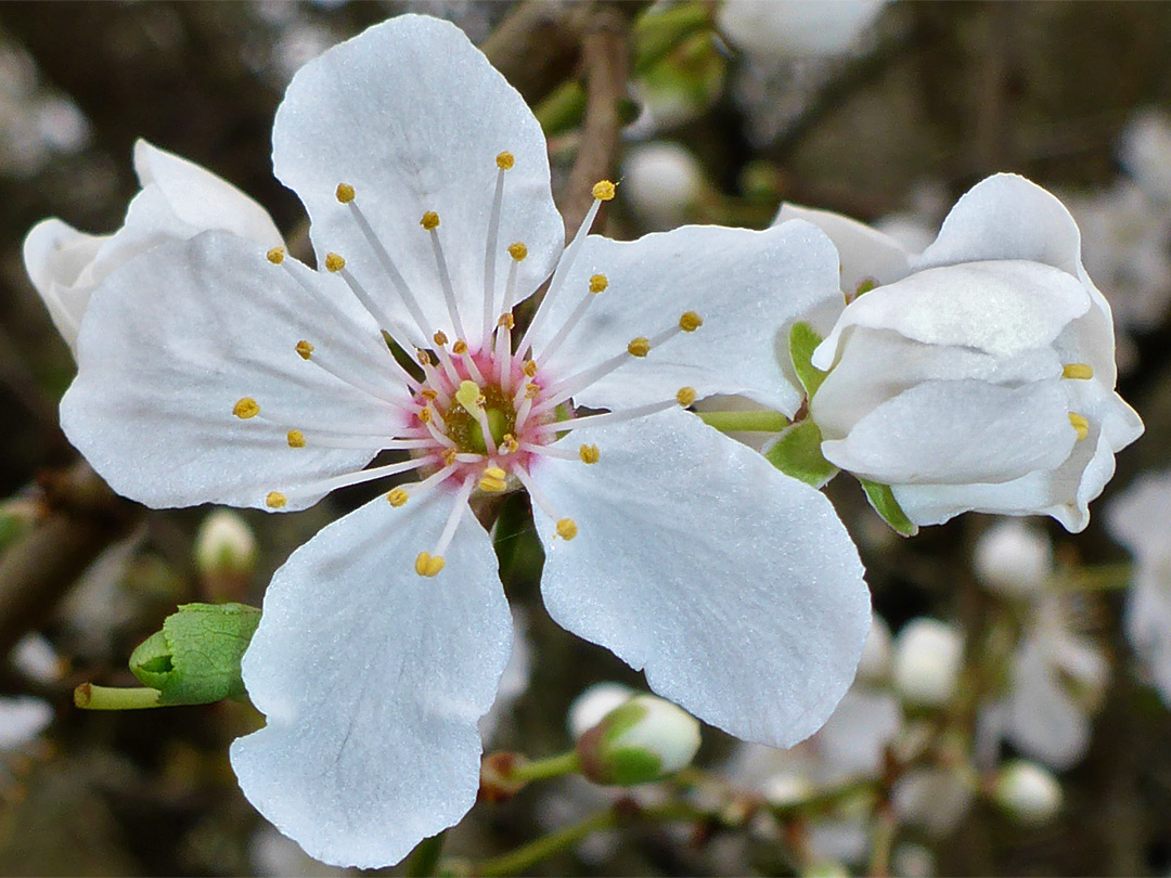 Two flowers