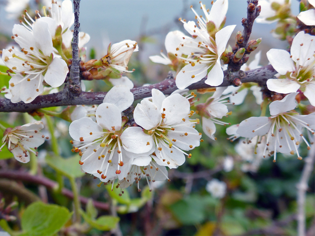 Flowering branch