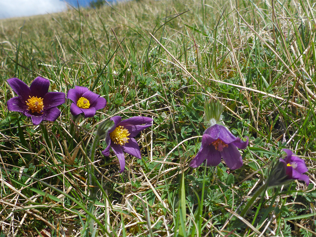 Line of flowers