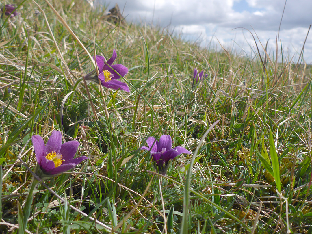 Flowers on a slope