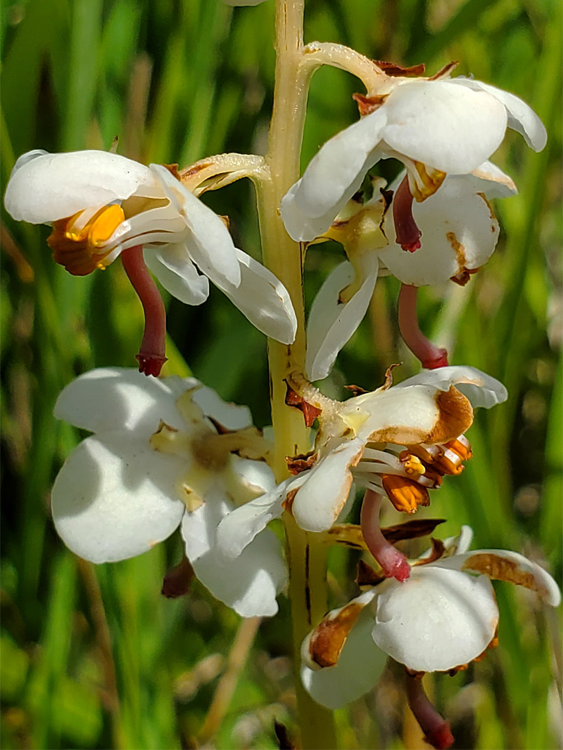 Pure white petals